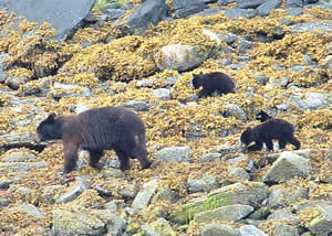 Sow with cubs